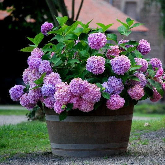 Liora — Outdoor Artificial Hydrangea Flowers with Realistic Color Locking
